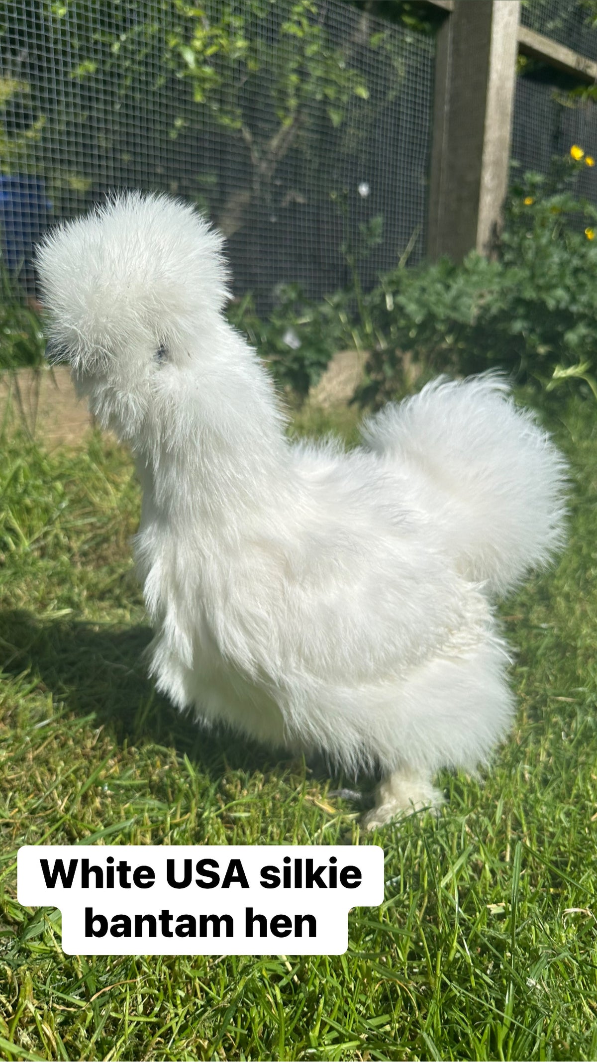 USA silkie bantam hens
