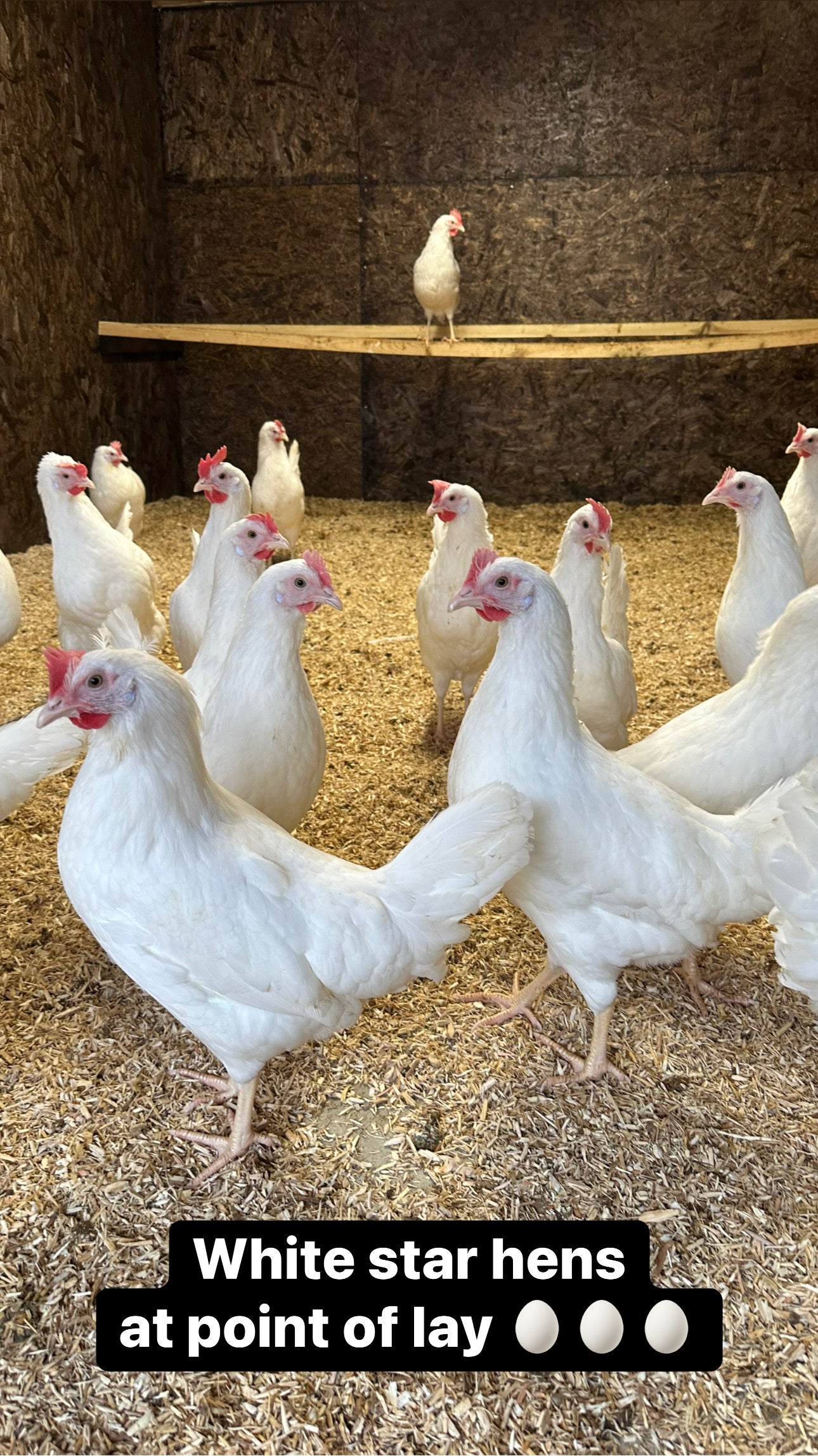 White star hen