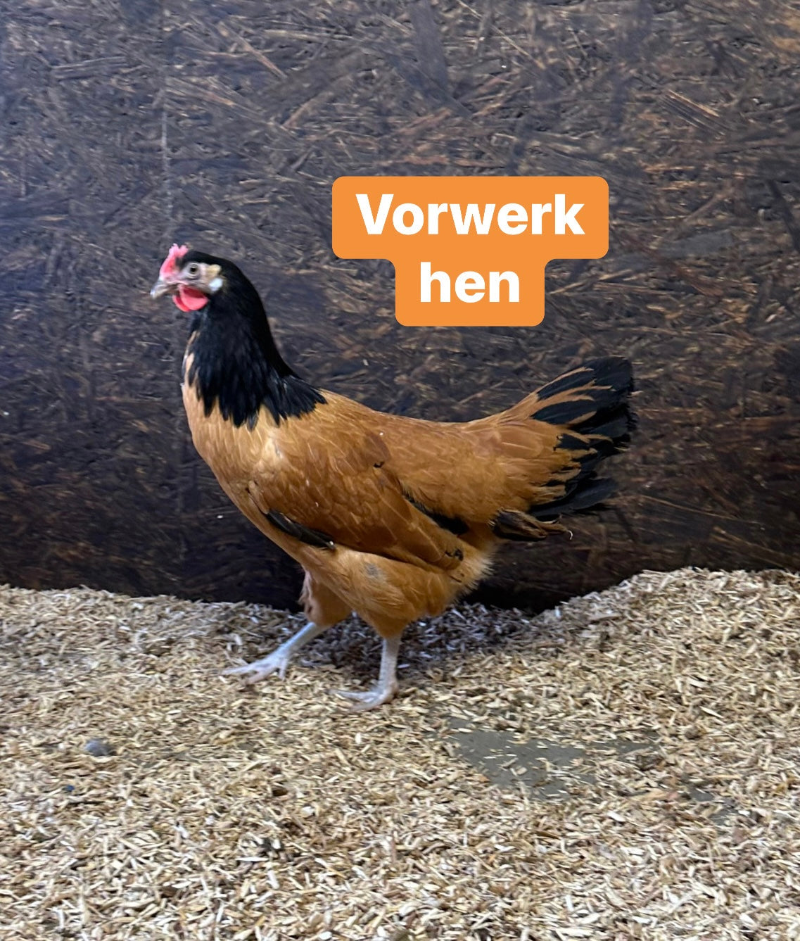 Vorwerk hen