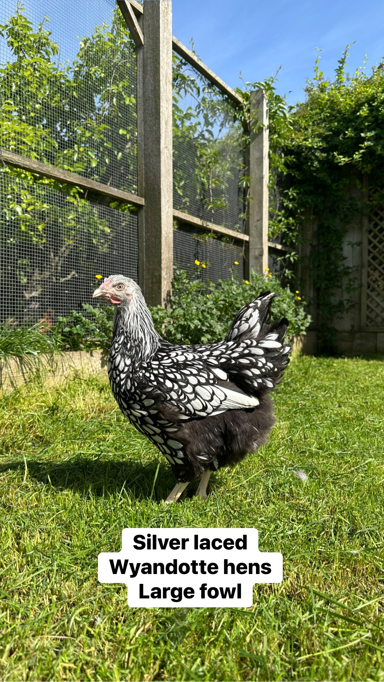 Wyandottes hens