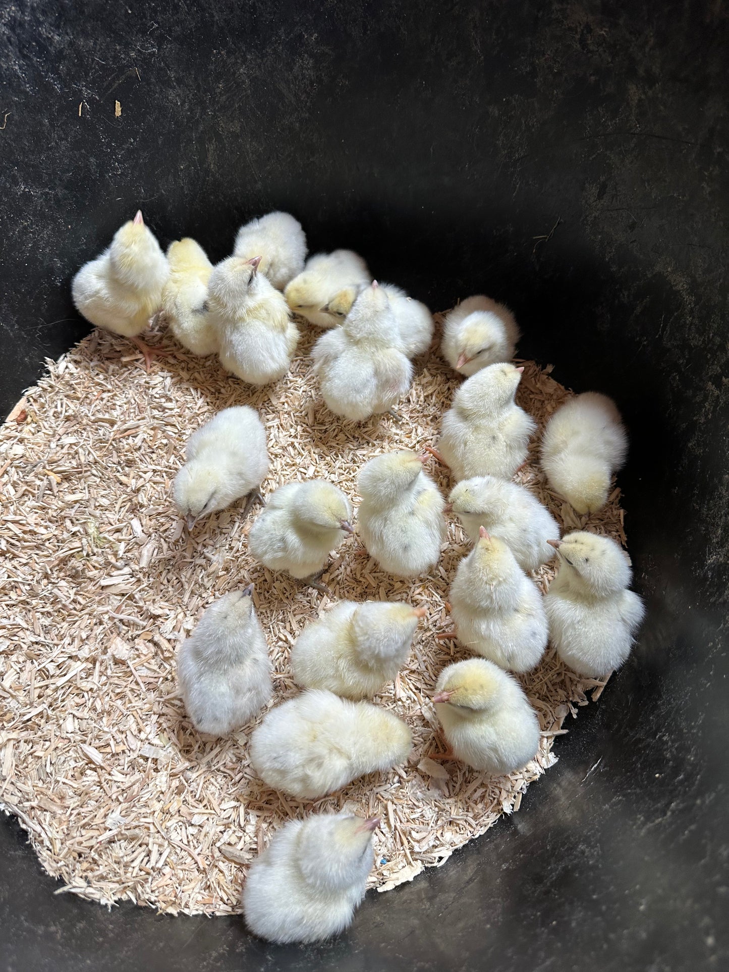 Zombie chicken hatching eggs