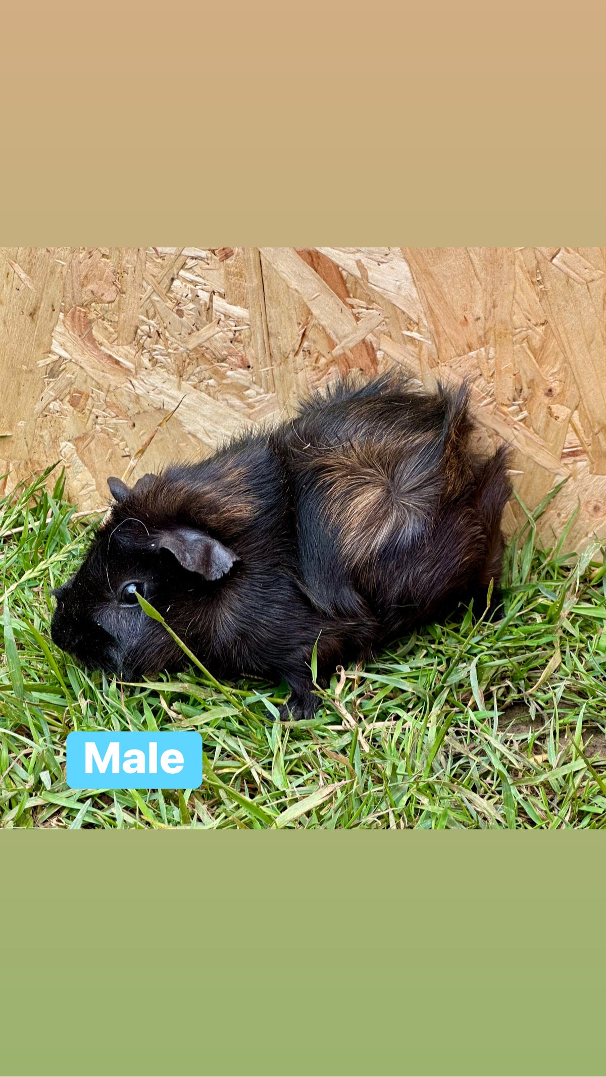 Male guinea pigs