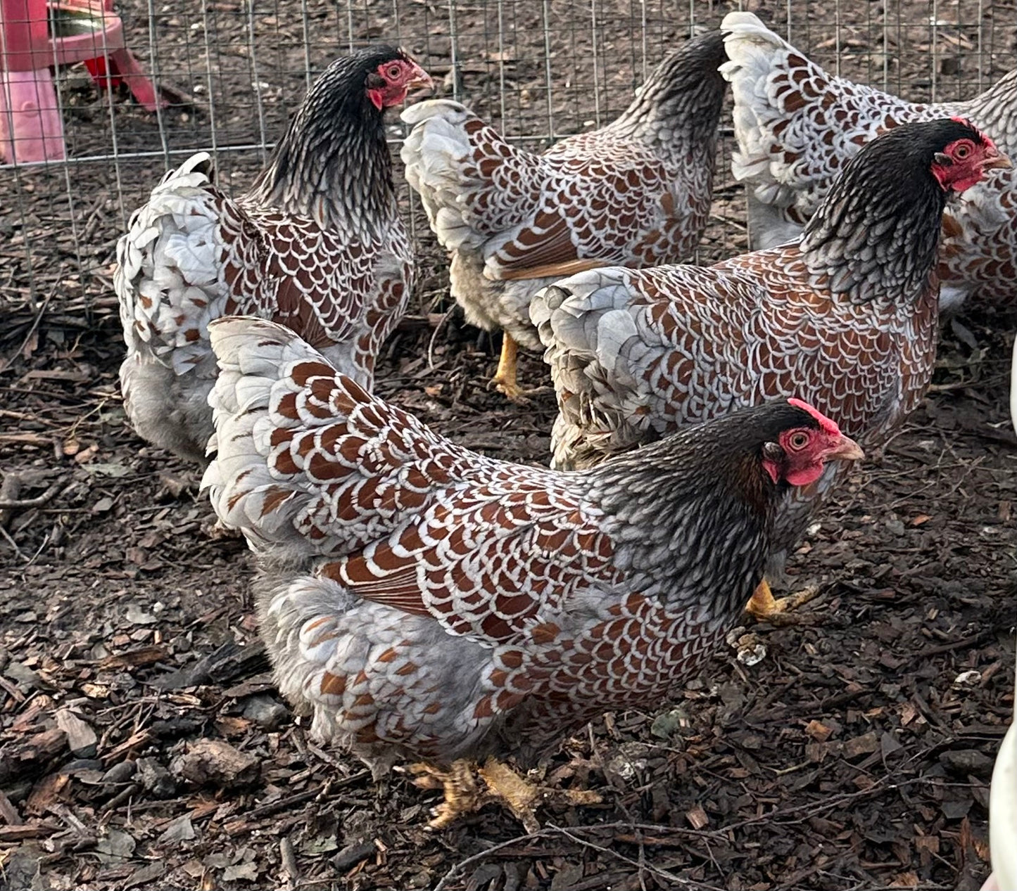 6 x blue laced Wyandotte bantam hatching eggs