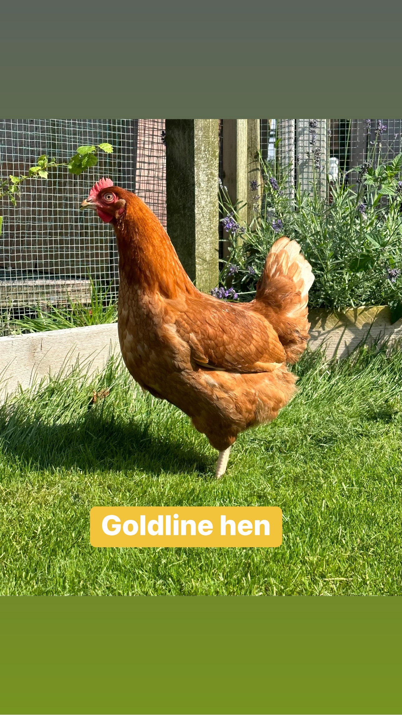 Goldline hens