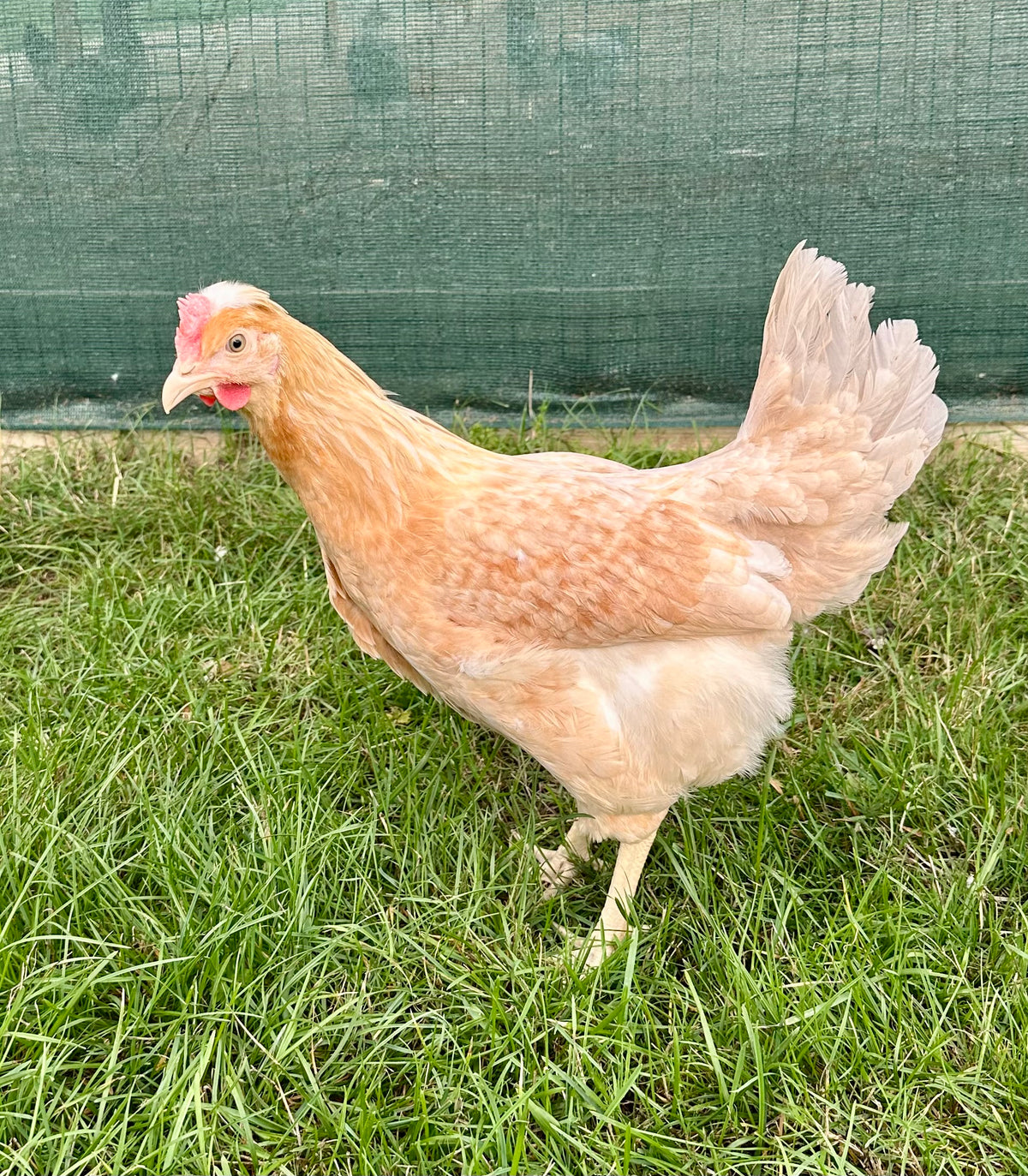 Skyline hen