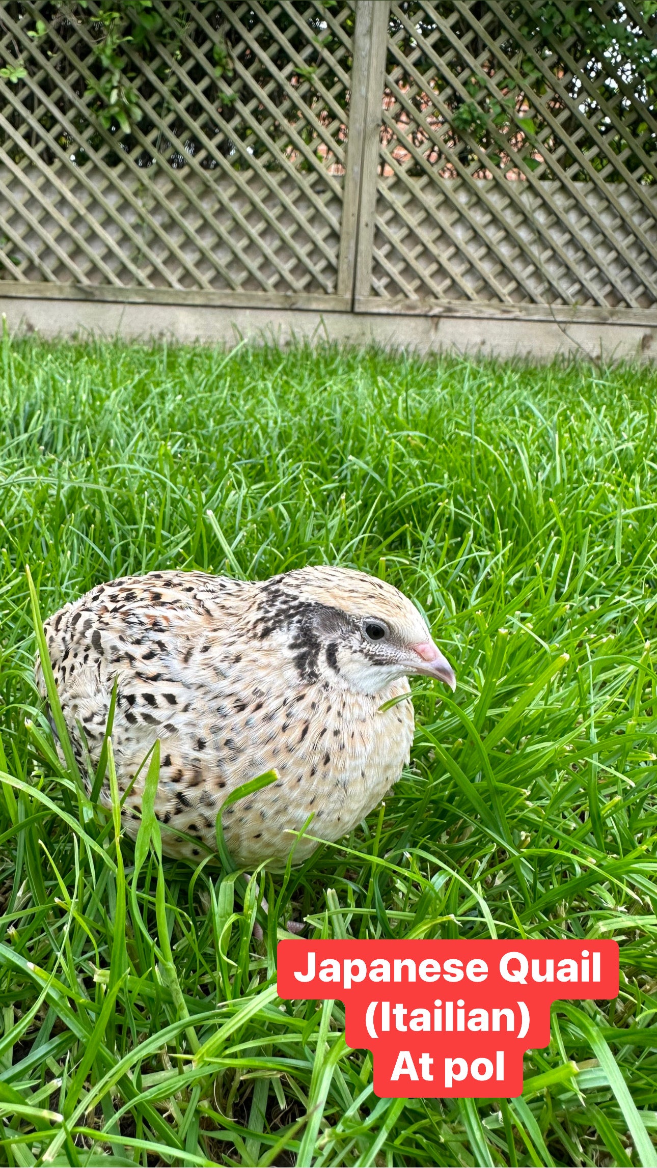 Japanese Quail hens