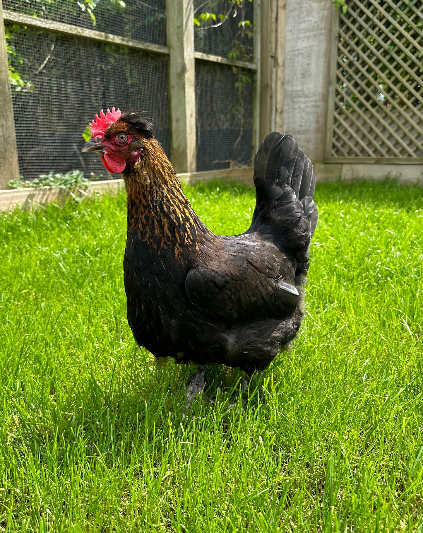Oliver egger hen