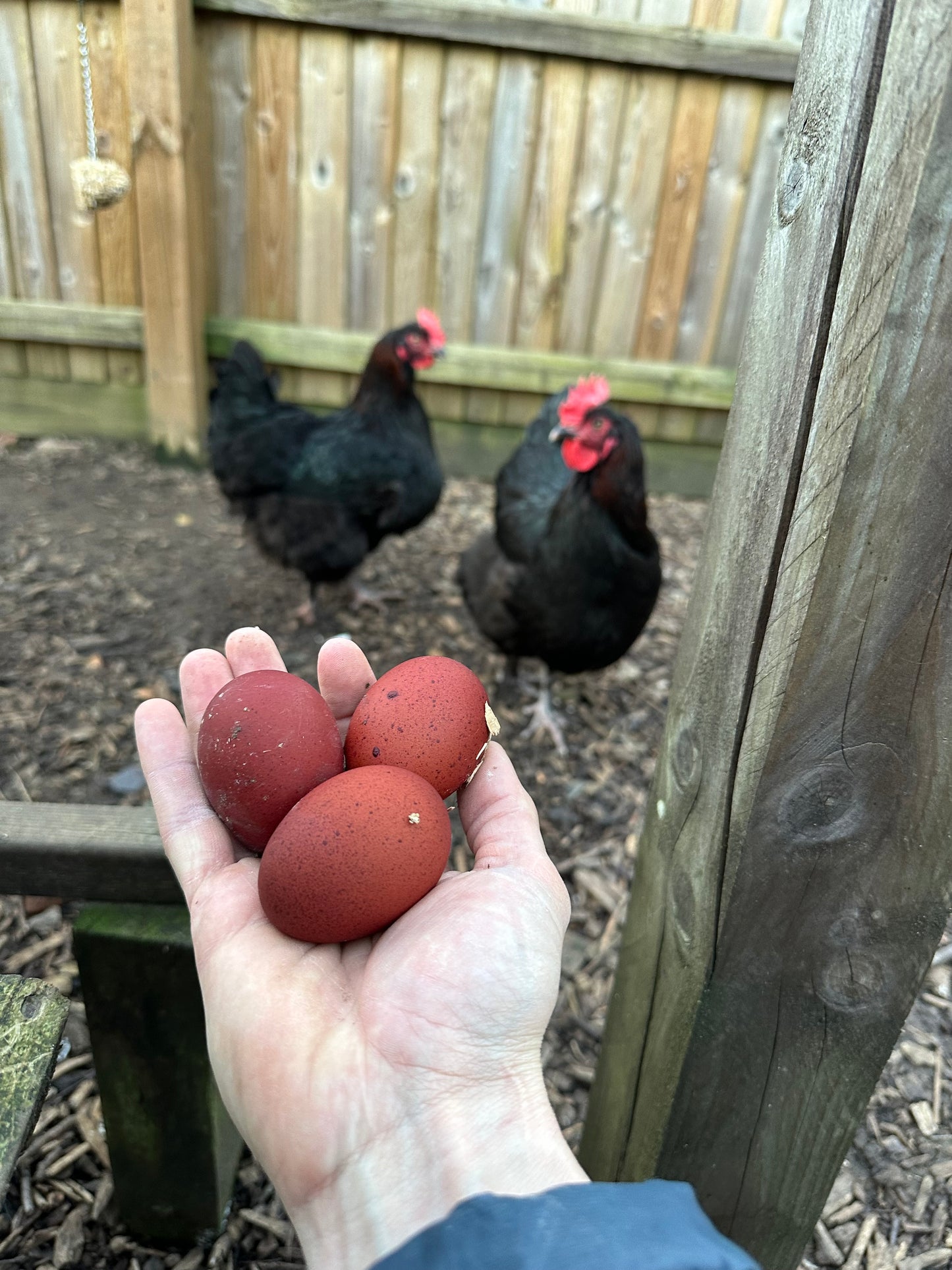 Copper Black Maran eggs x 6