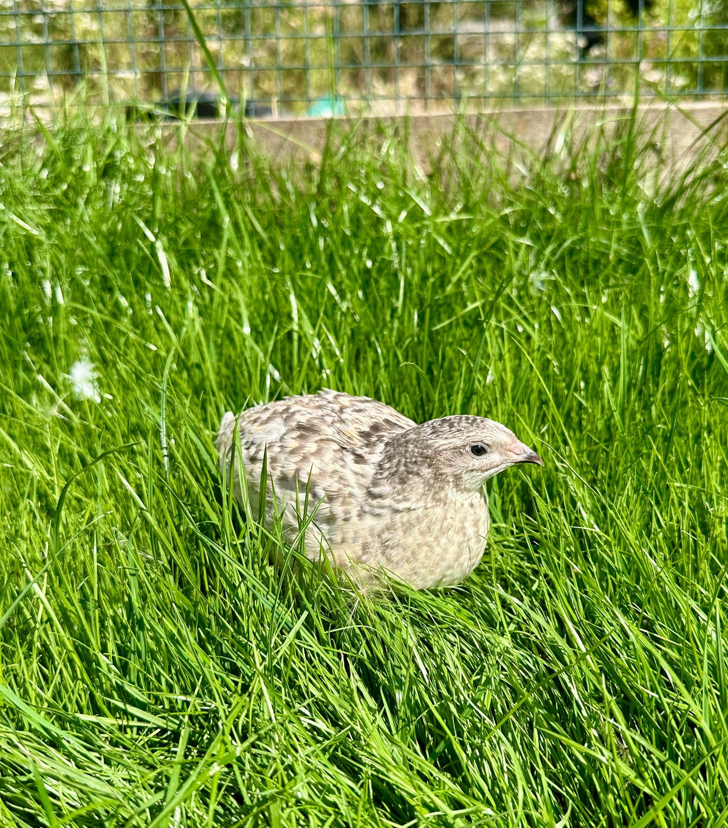 Japanese Quail hens