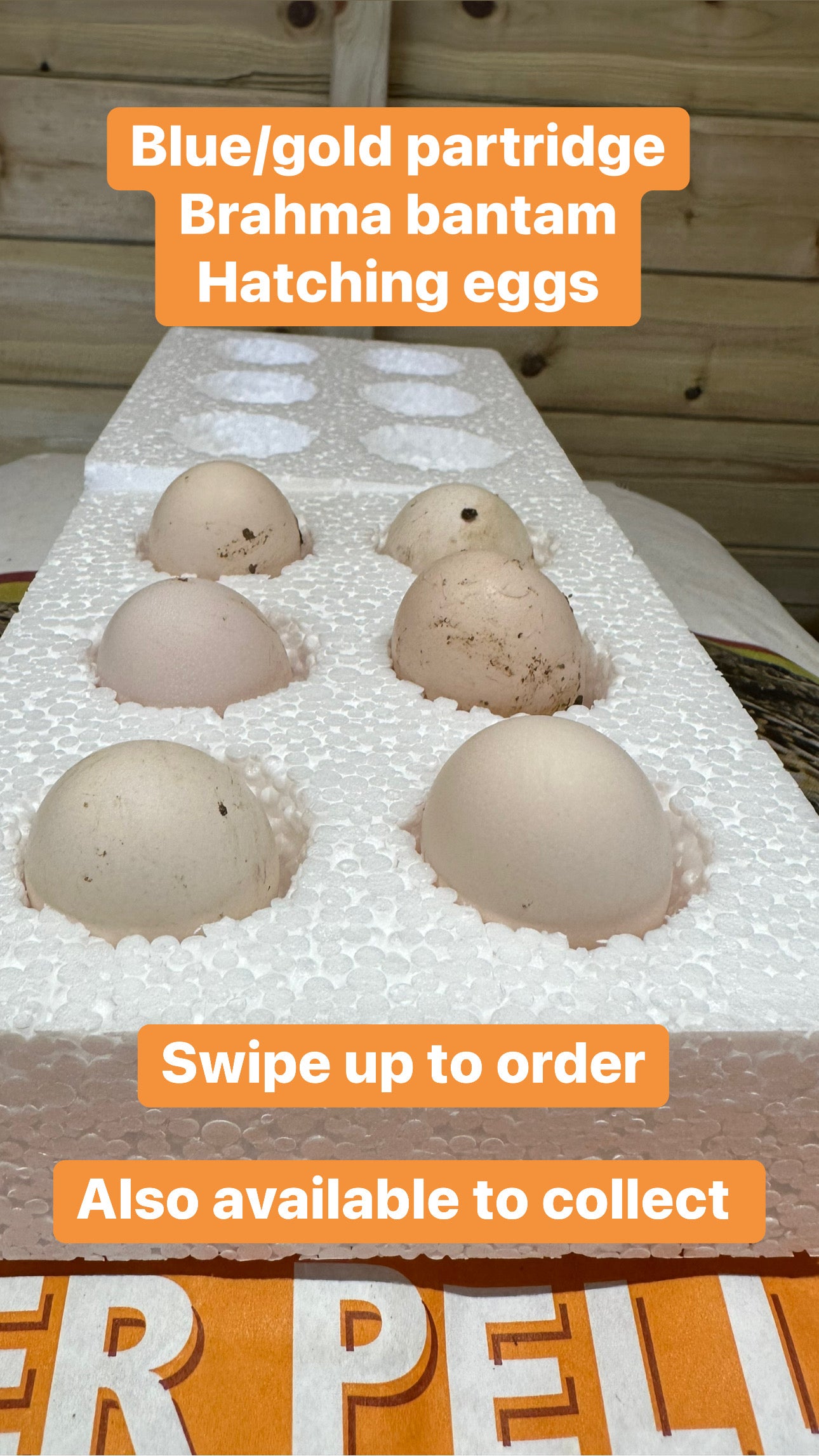 6 x gold/blue partridge Brahma bantam hatching eggs