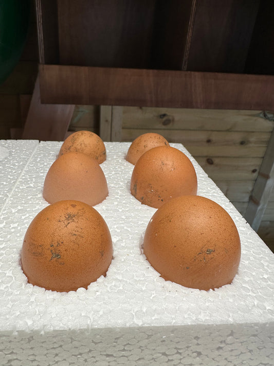 6 x skyline hatching eggs