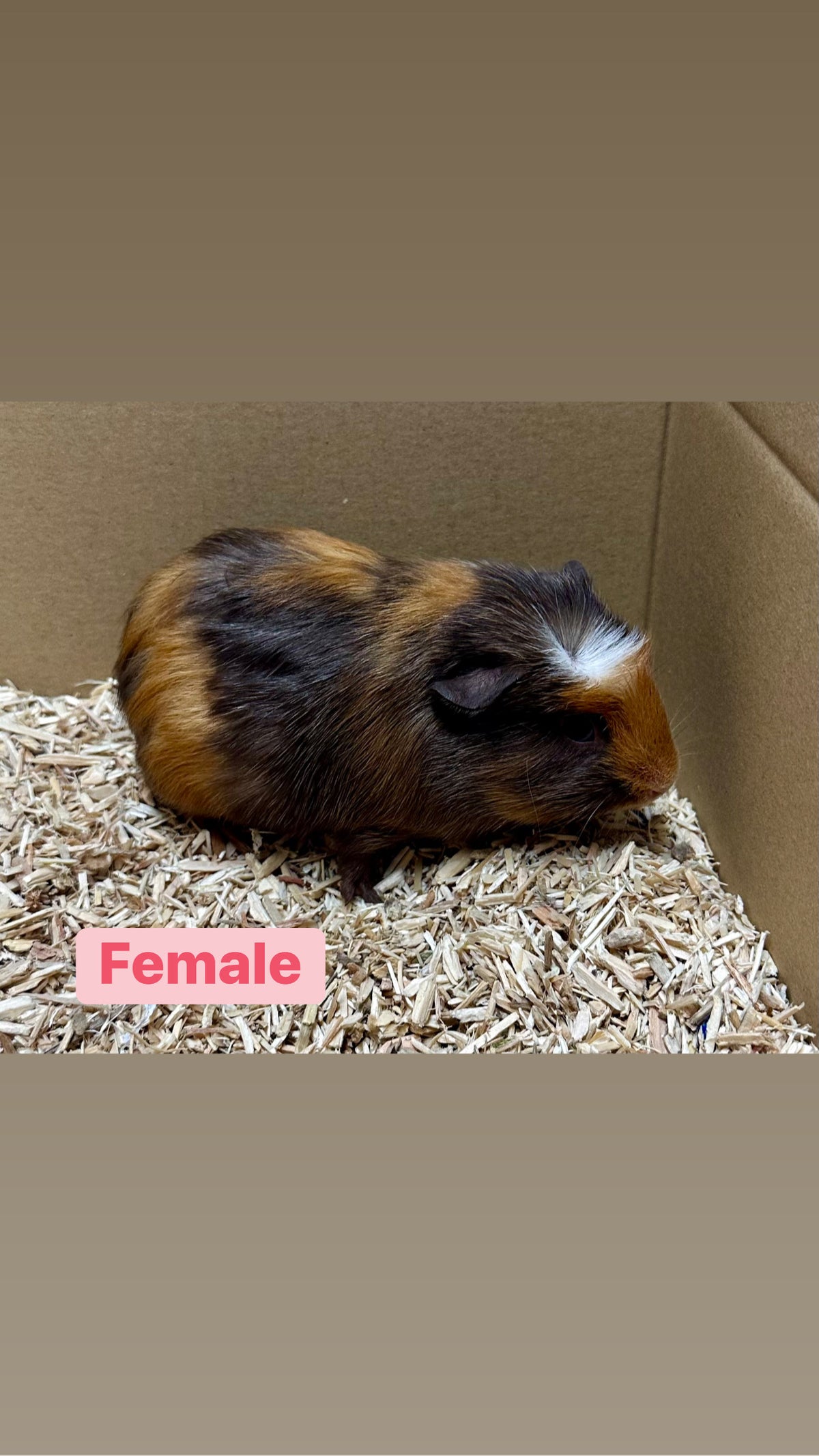 Female Guinea pigs