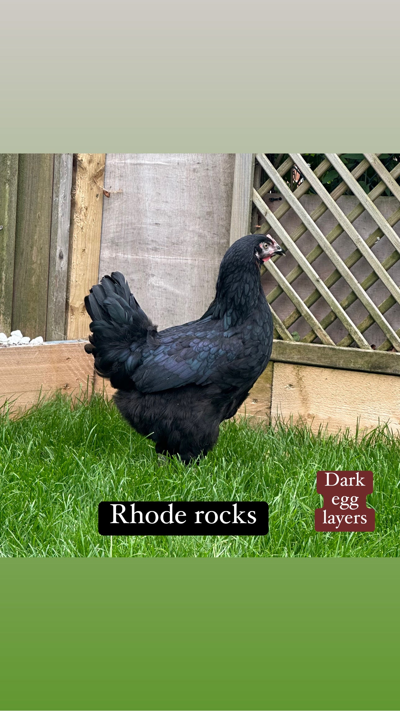 Rhode Rock hen