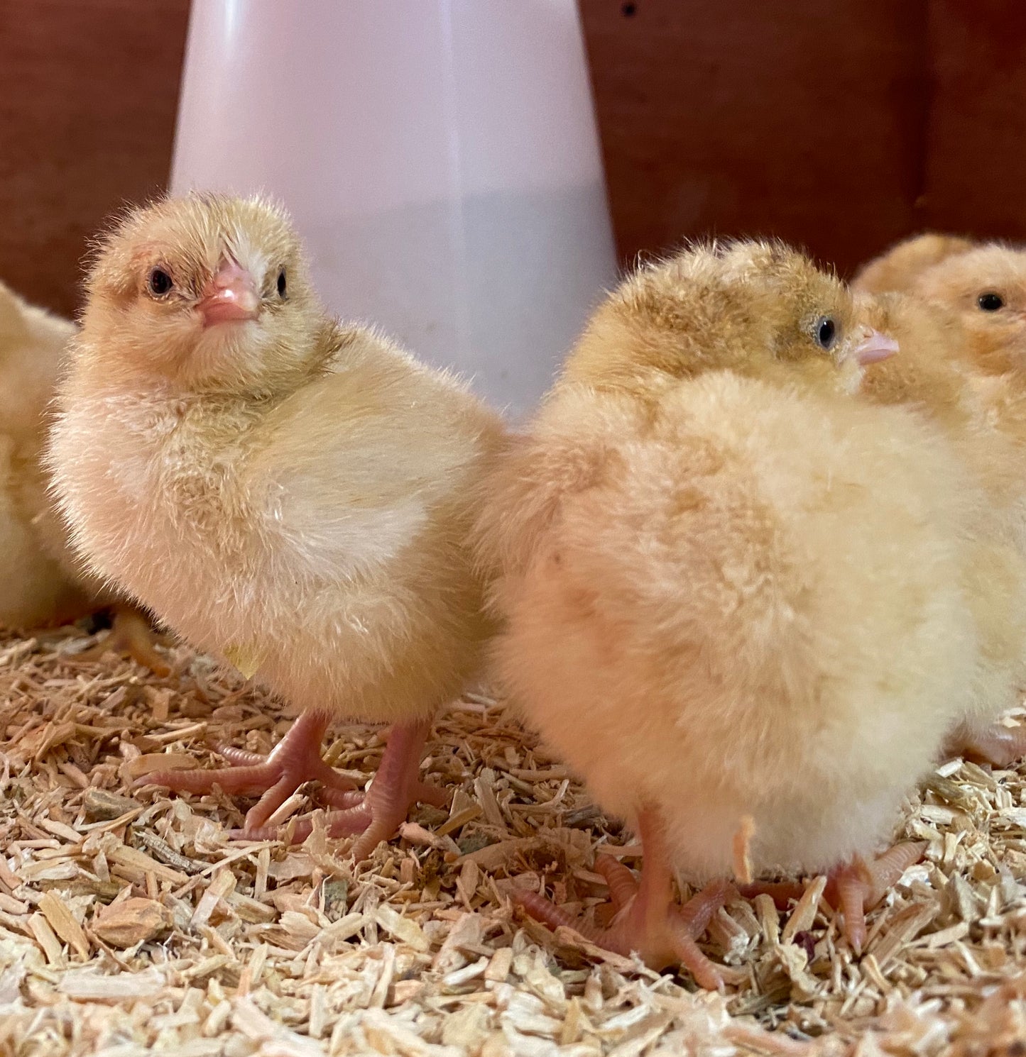 Buff Orpington hatching eggs