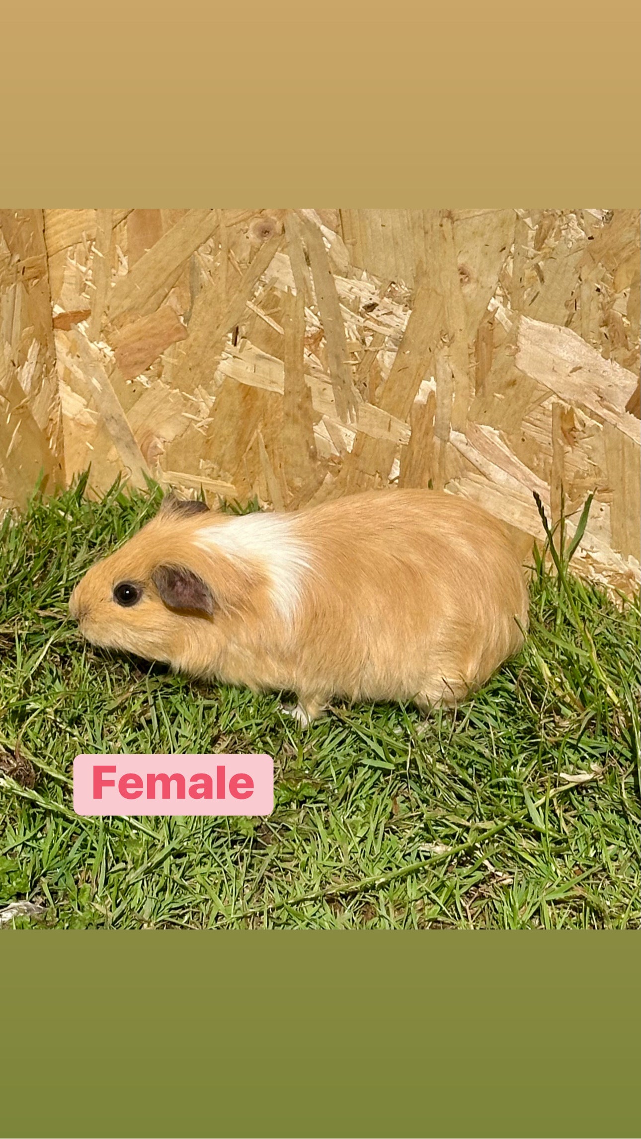Female Guinea pigs