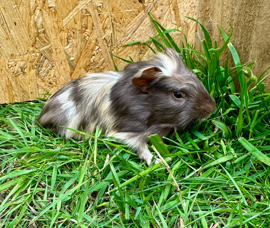 Female Guinea pigs
