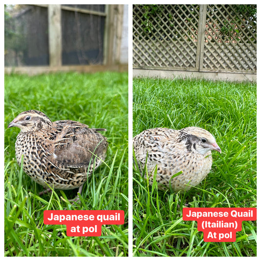 Japanese Quail hens