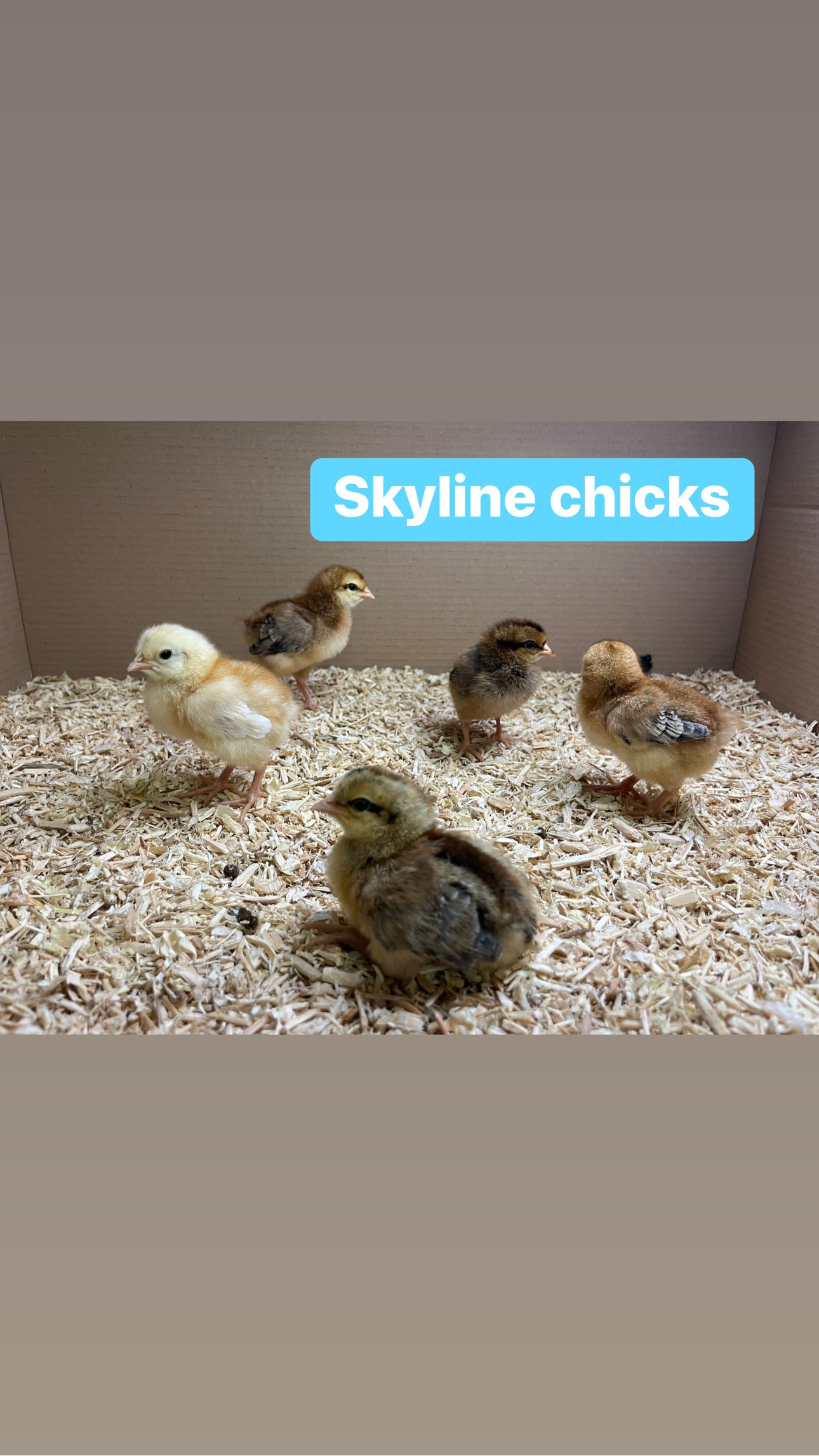 6 x skyline hatching eggs