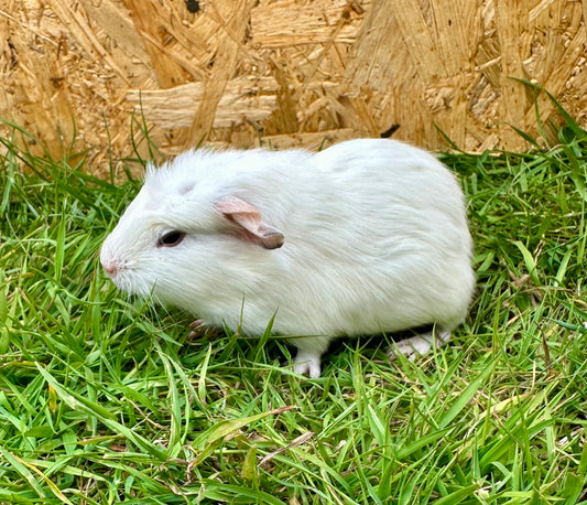 Female Guinea pigs