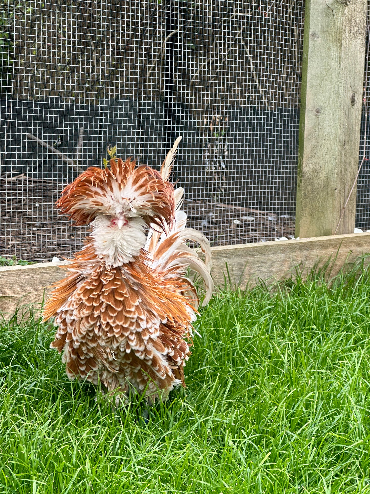 Frizzle chamois polish bantam hatching eggs x 6