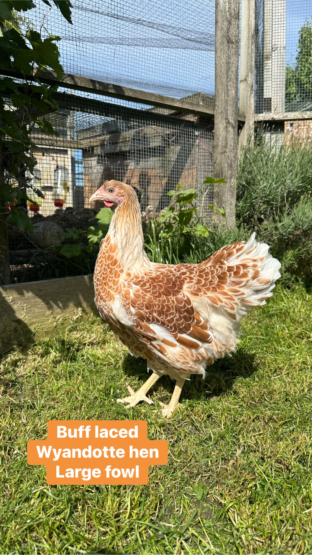 Wyandottes hens