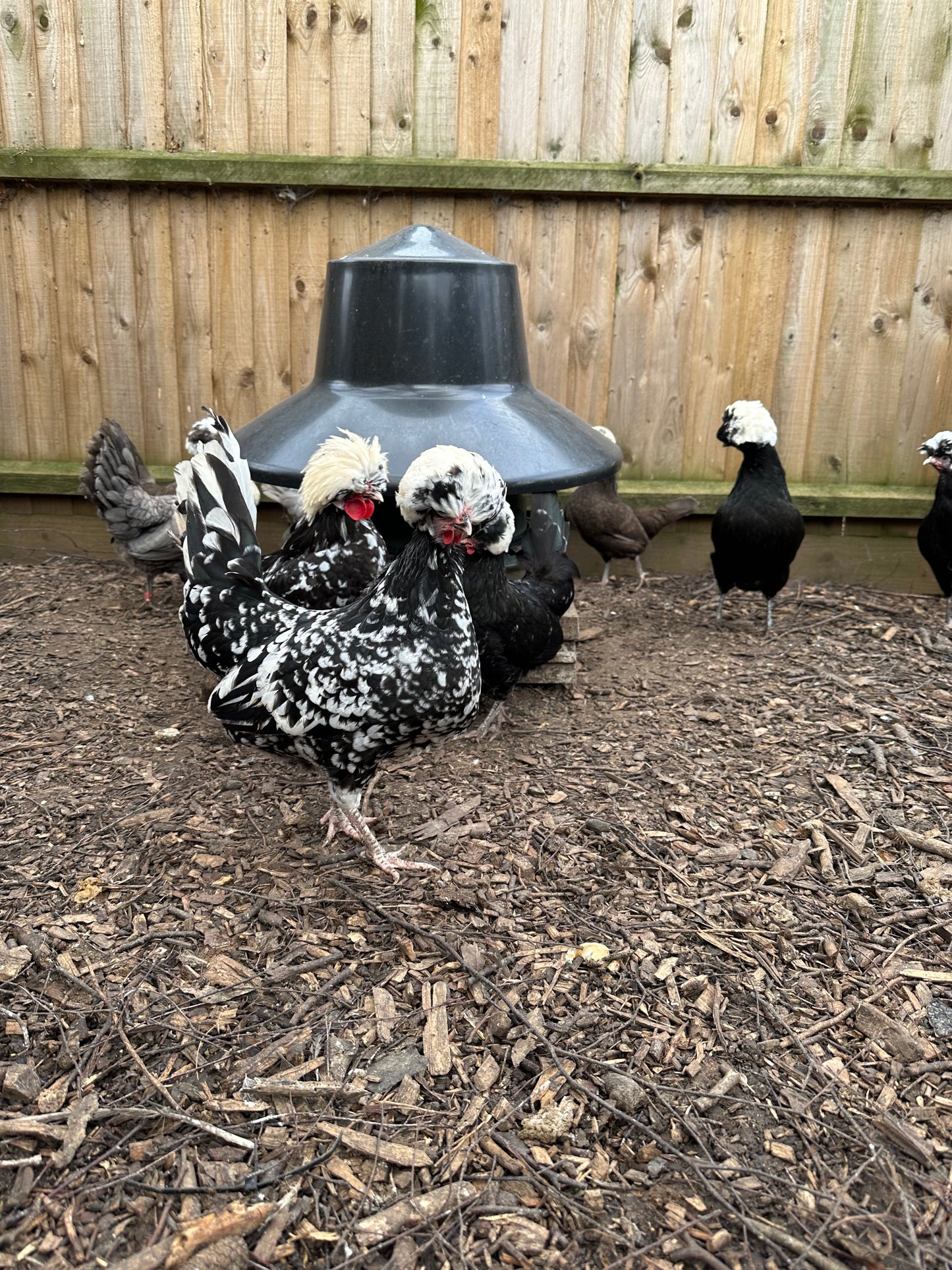 Polish bantam hatching eggs