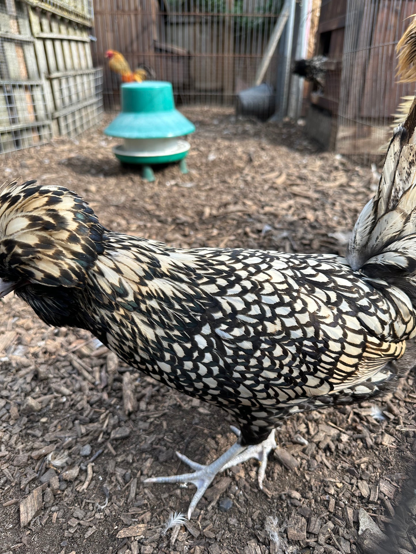 Buff laced polish frizzle bantam hatching eggs x 6