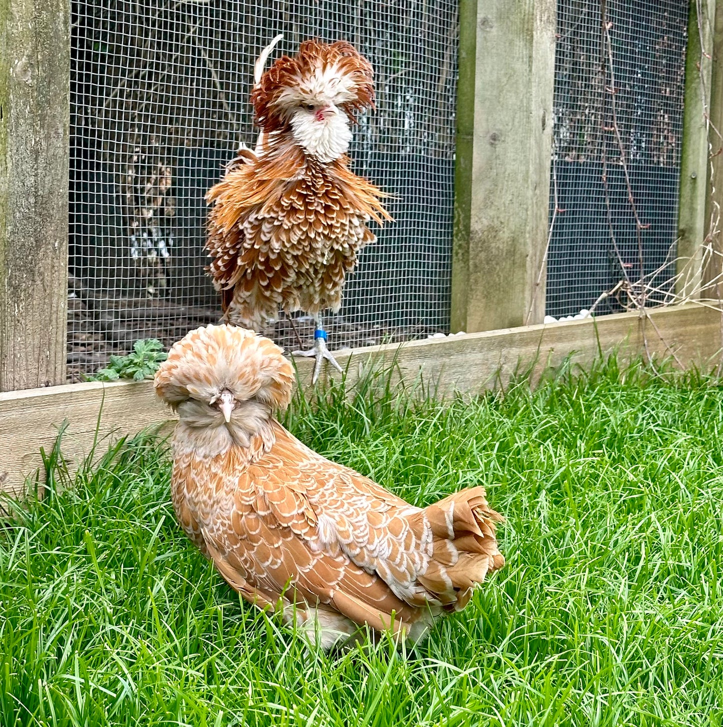 Frizzle chamois polish bantam hatching eggs x 6