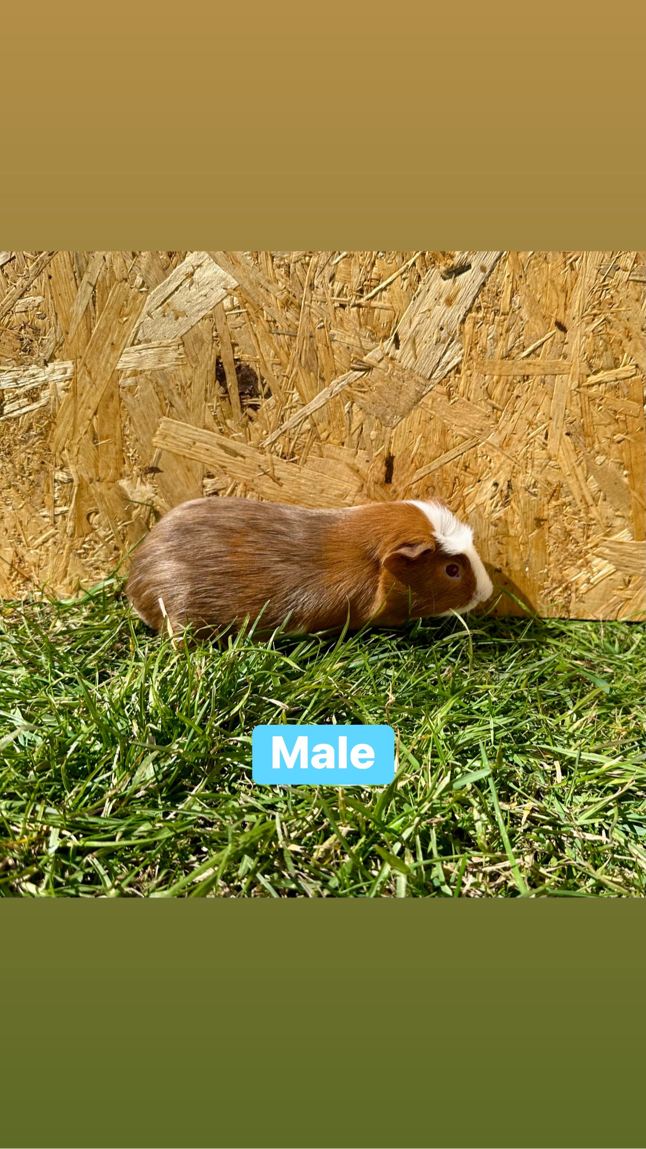 Male guinea pigs