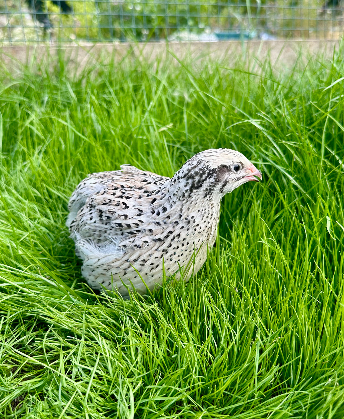 Japanese Quail hens