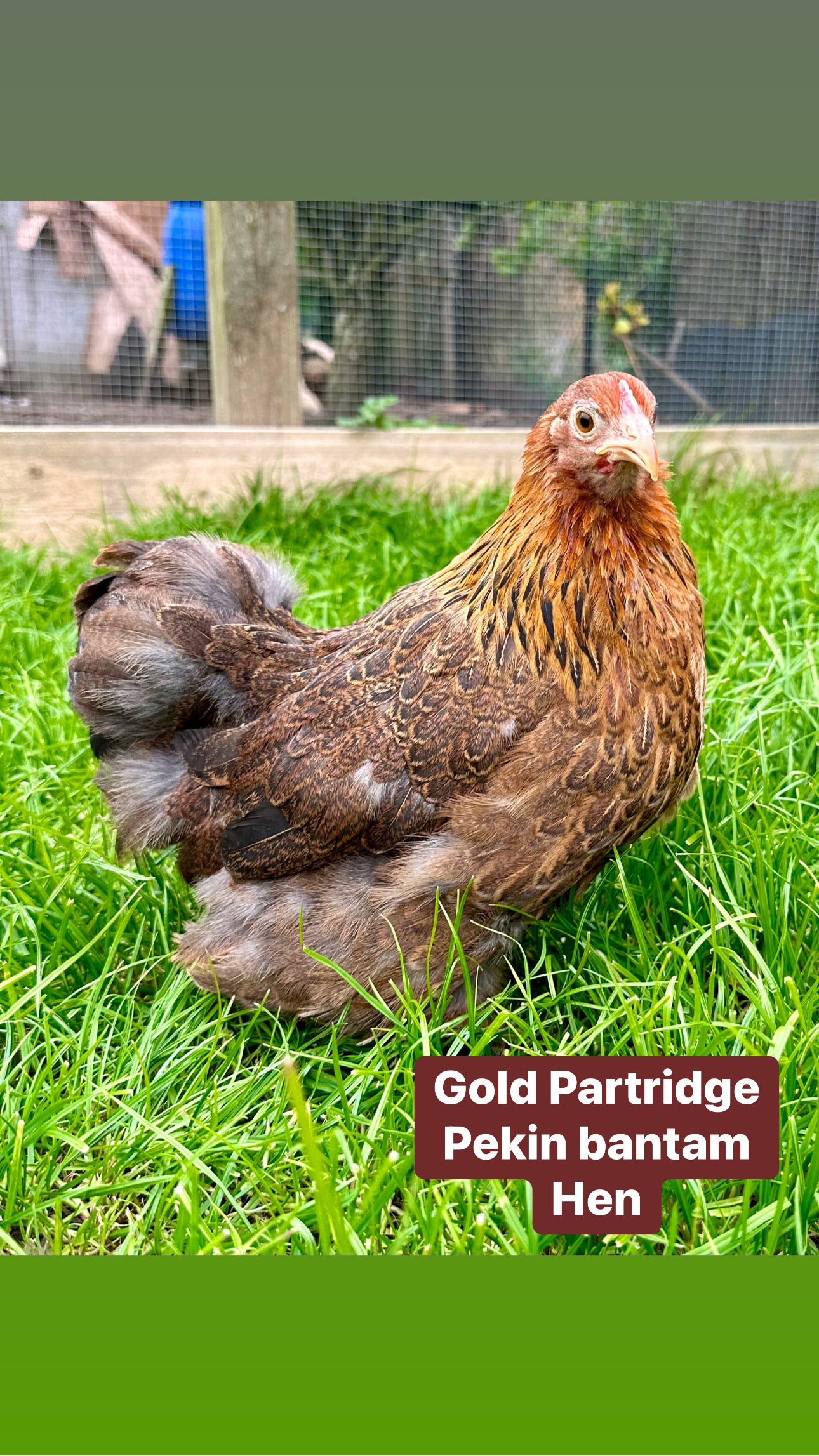 Pekin bantam hens