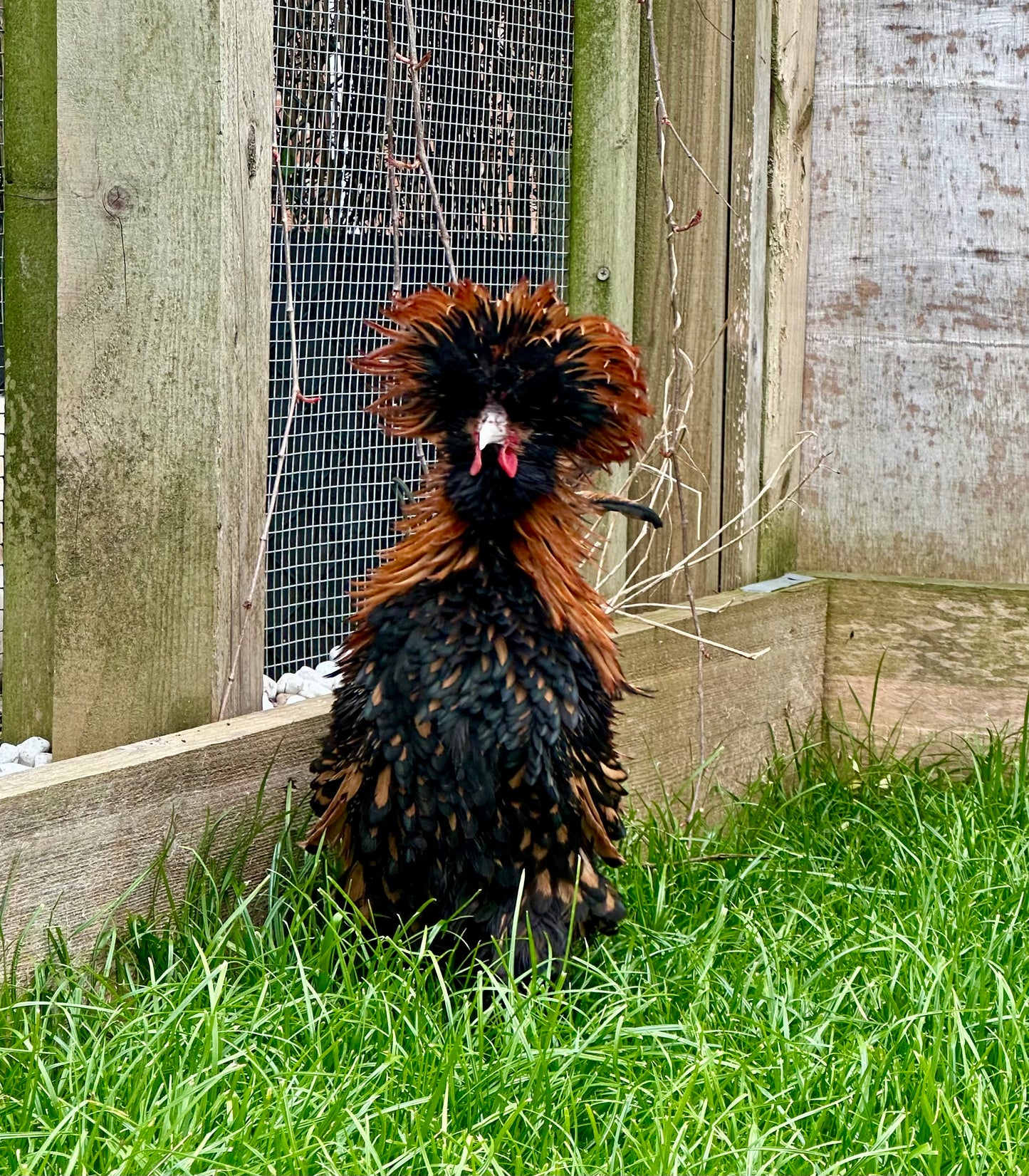 Gold laced polish frizzle bantam hatching eggs x 6