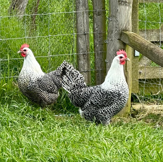 Silver Campine hen