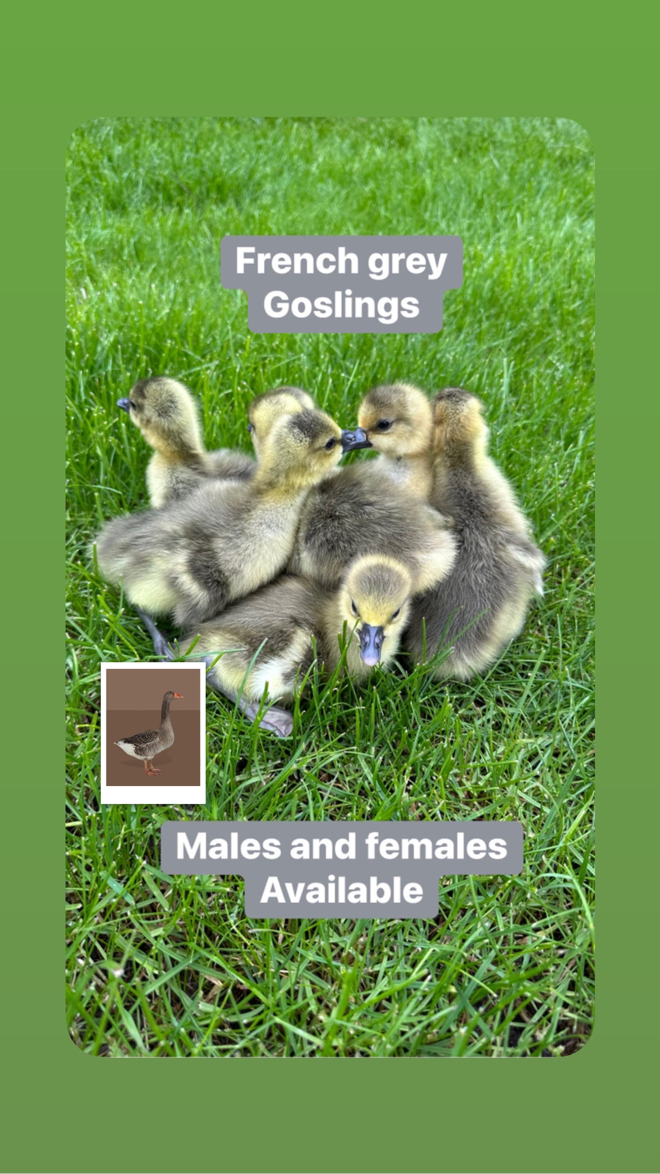 10 week old female geese