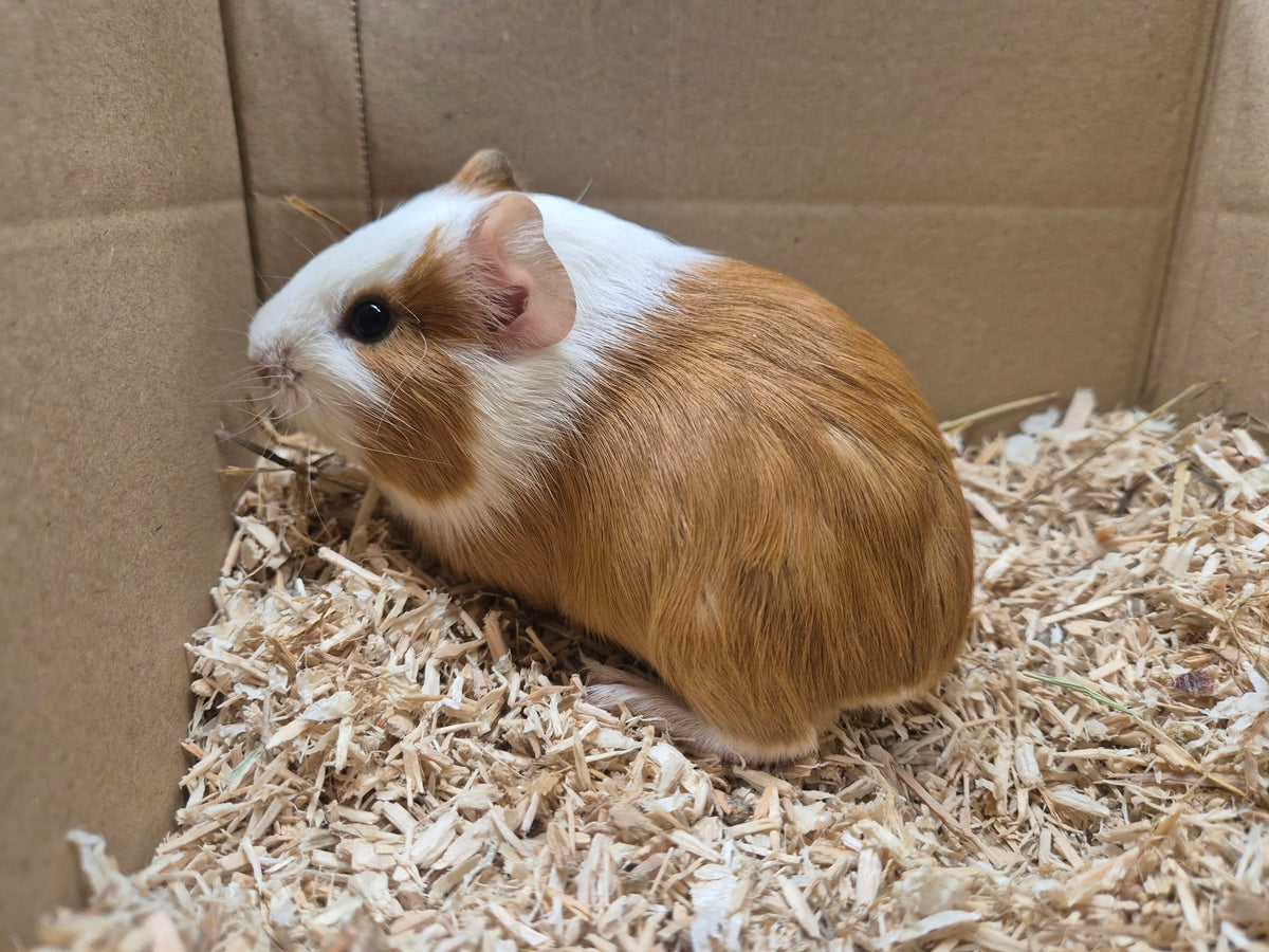 Female Guinea pigs