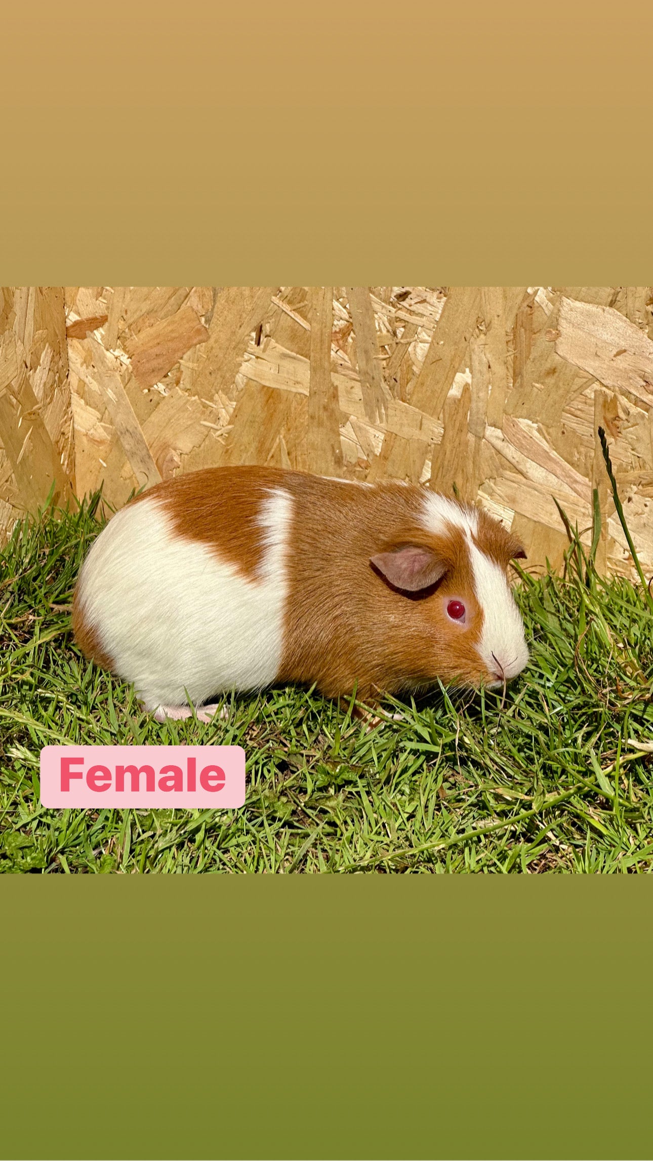 Female Guinea pigs