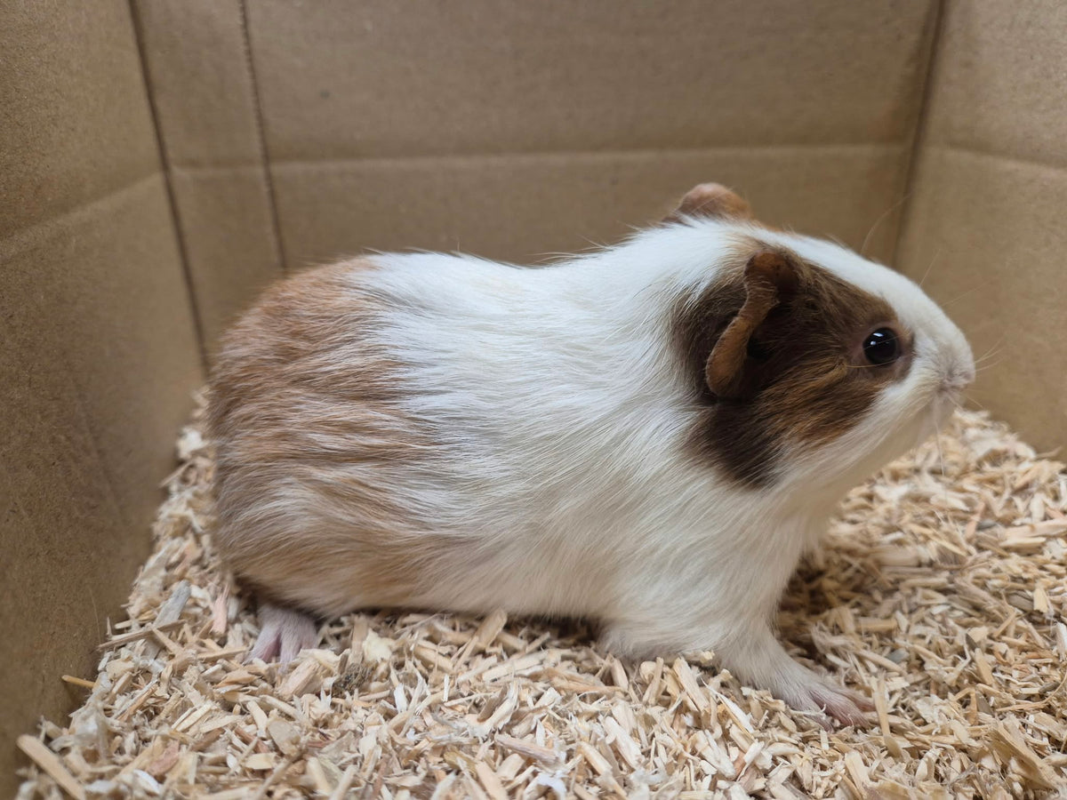 Female Guinea pigs