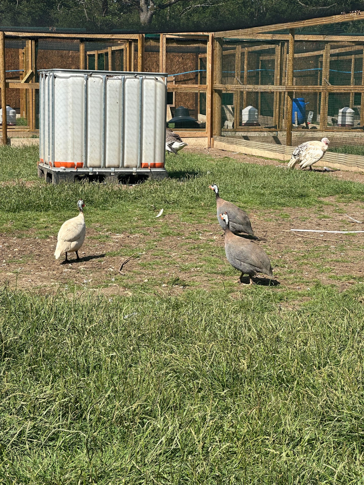 Guinea fowl hatching eggs