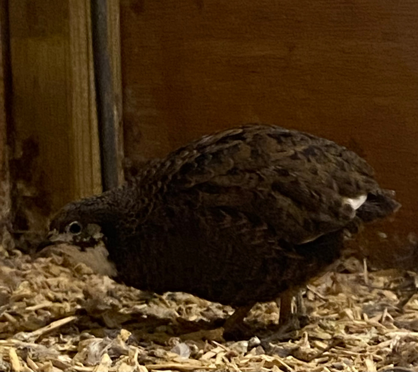 Chinese painted quail