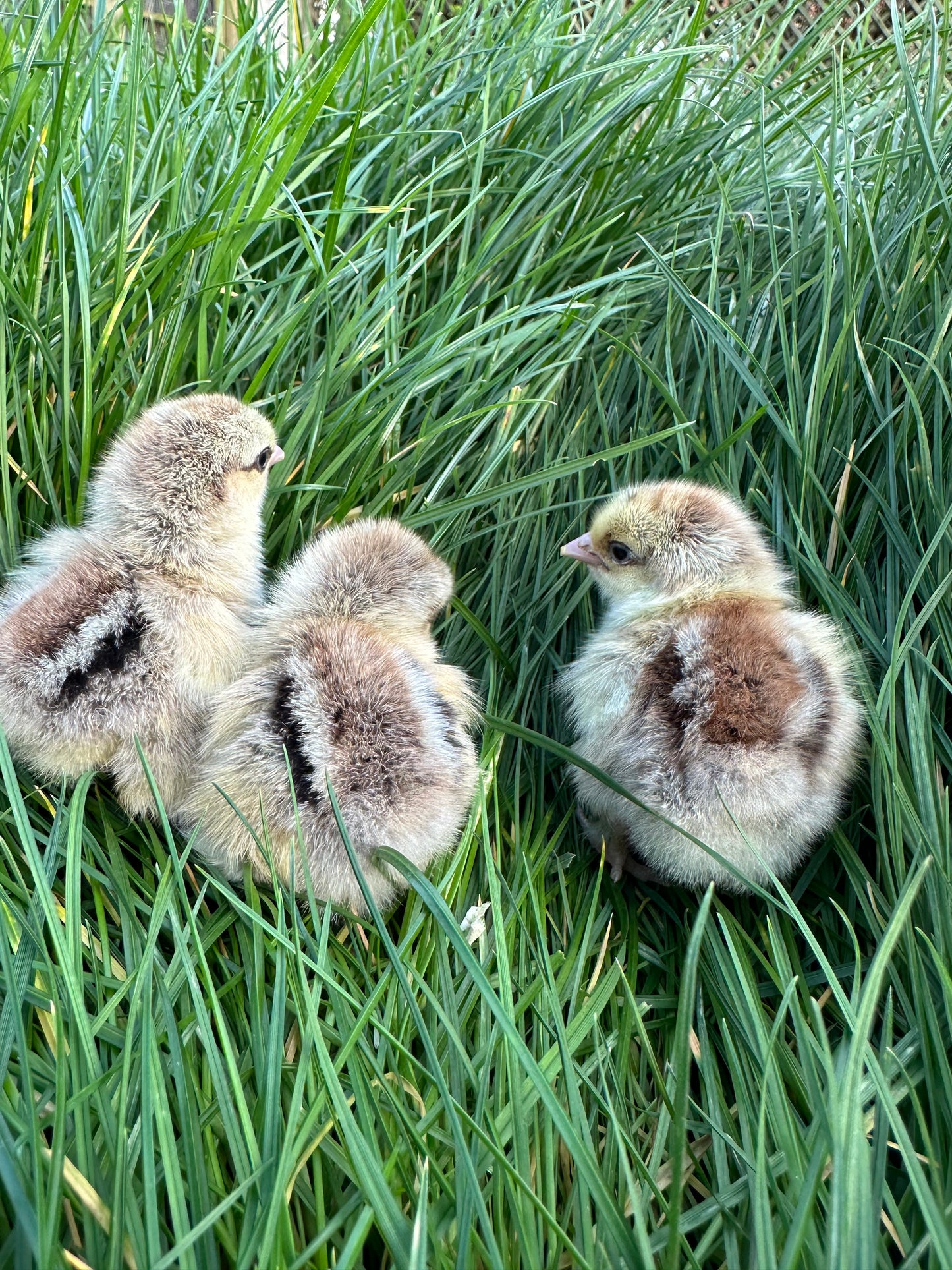 Silver Partridge Pekin bantam hatching eggs