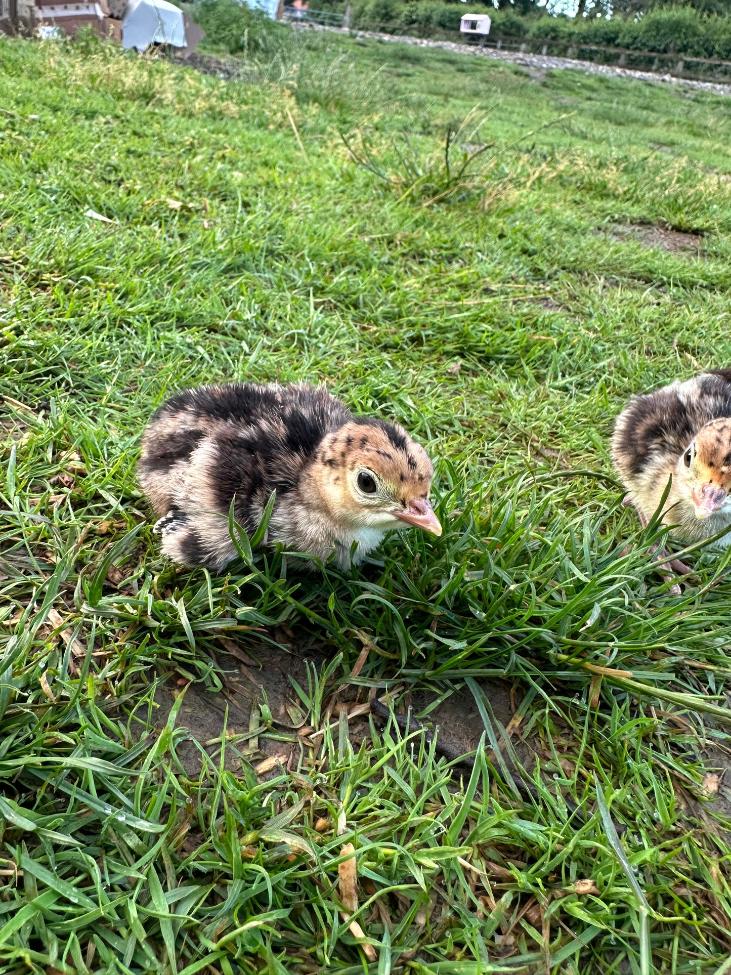 Bronze turkey poults