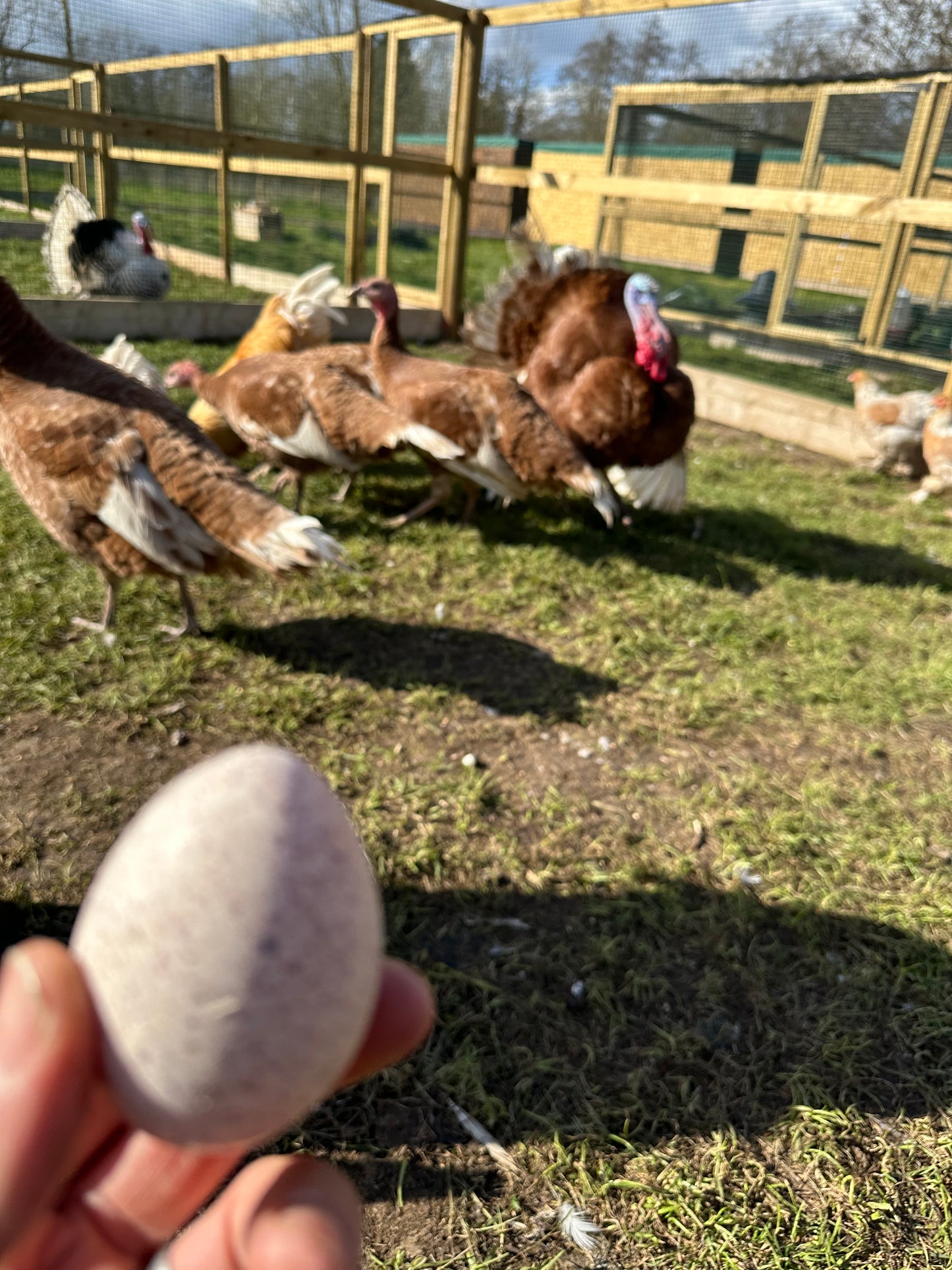 Bourbon red turkey poults