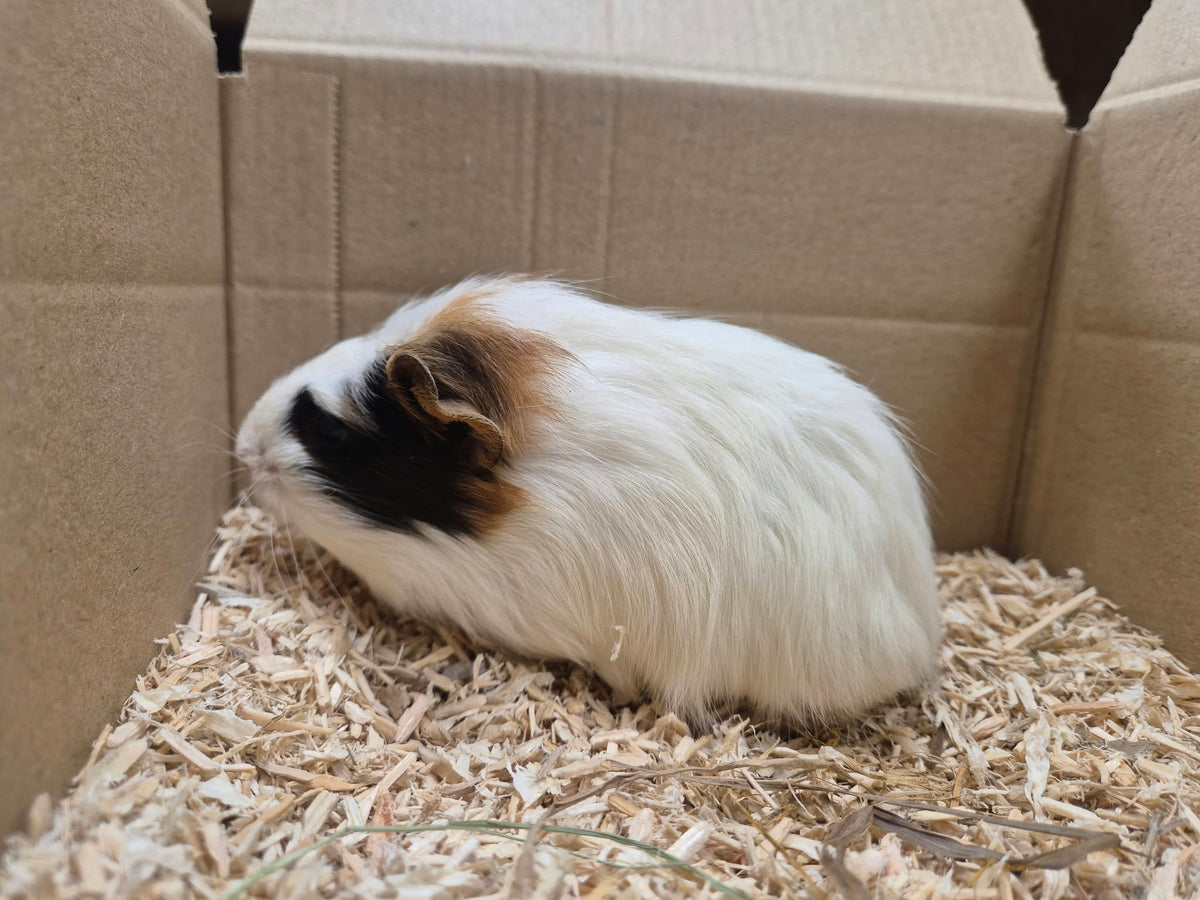 Female Guinea pigs