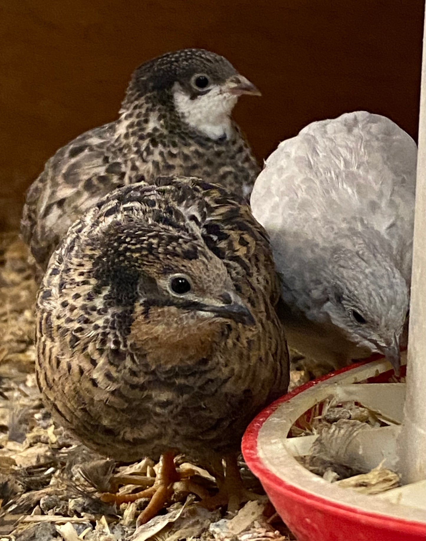 Chinese Painted Quail hatching eggs