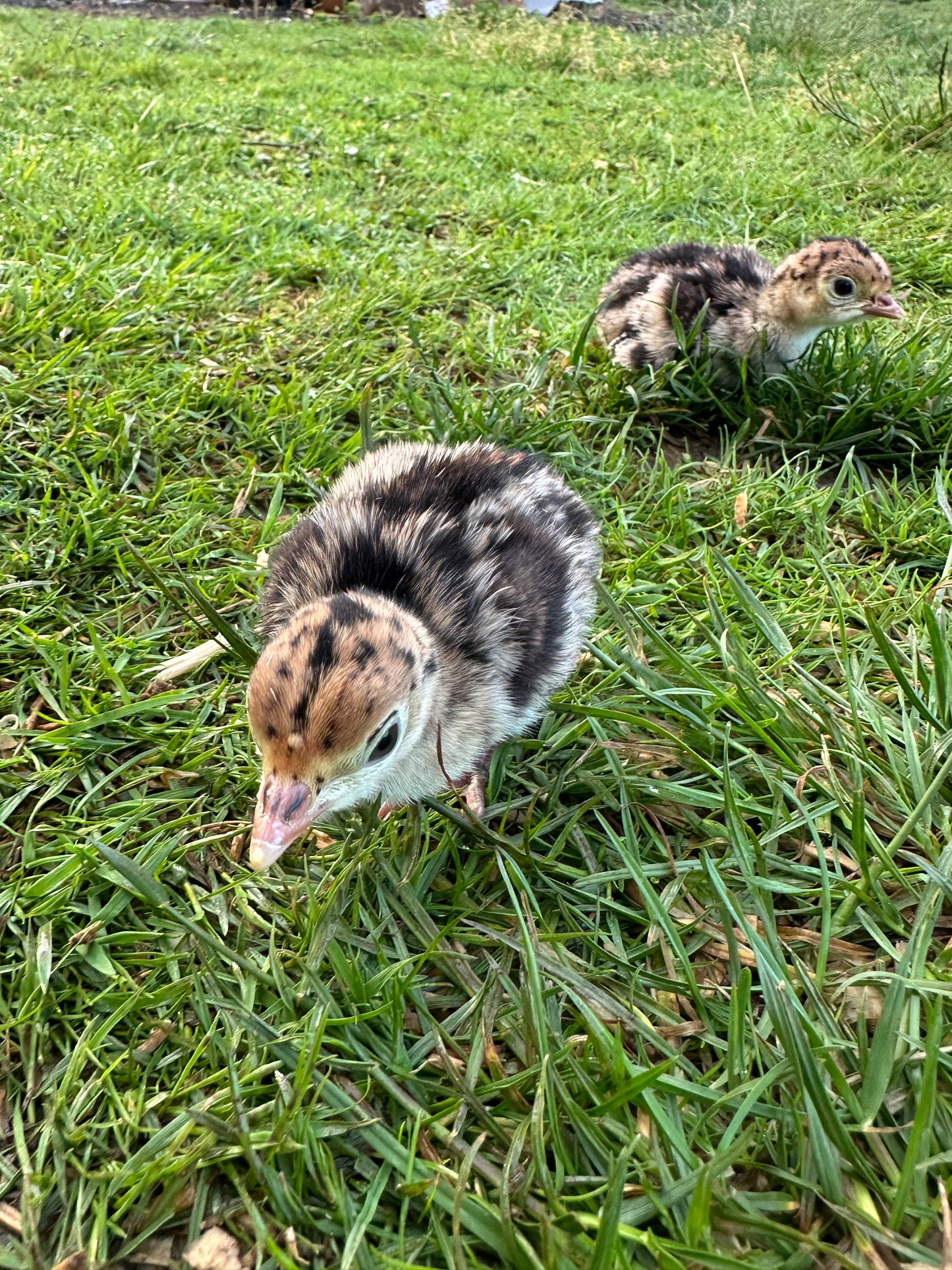 Bronze turkey poults