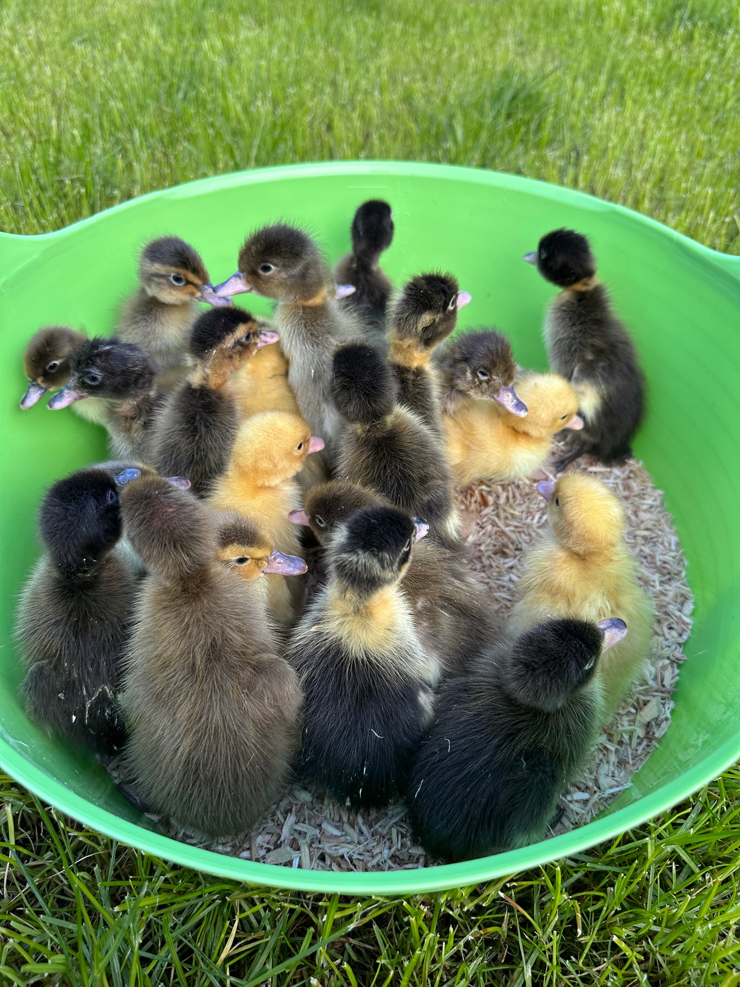 Female Indian runner ducklings