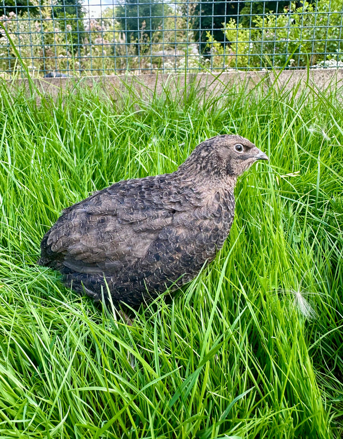 Japanese Quail hens