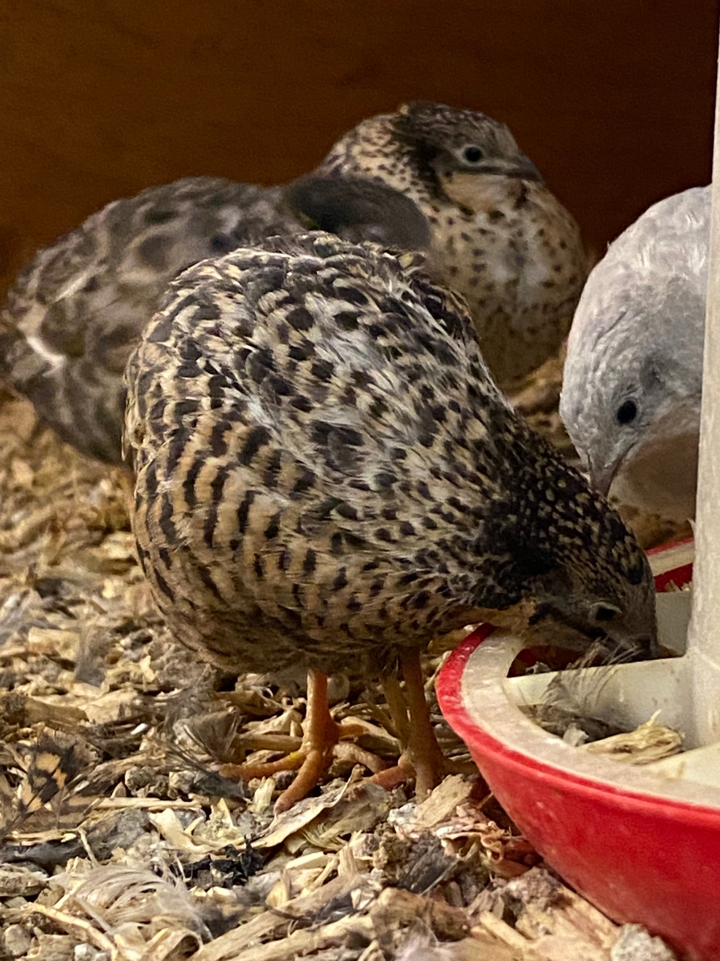 Chinese painted quail