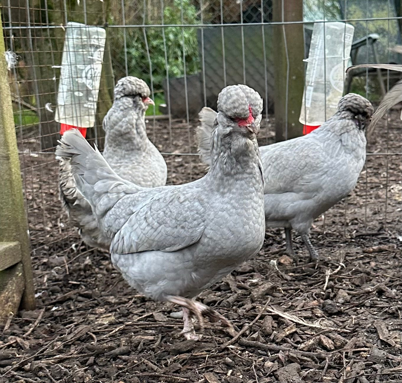 Lavender/Lavender cuckoo Araucana bantam hatching eggs