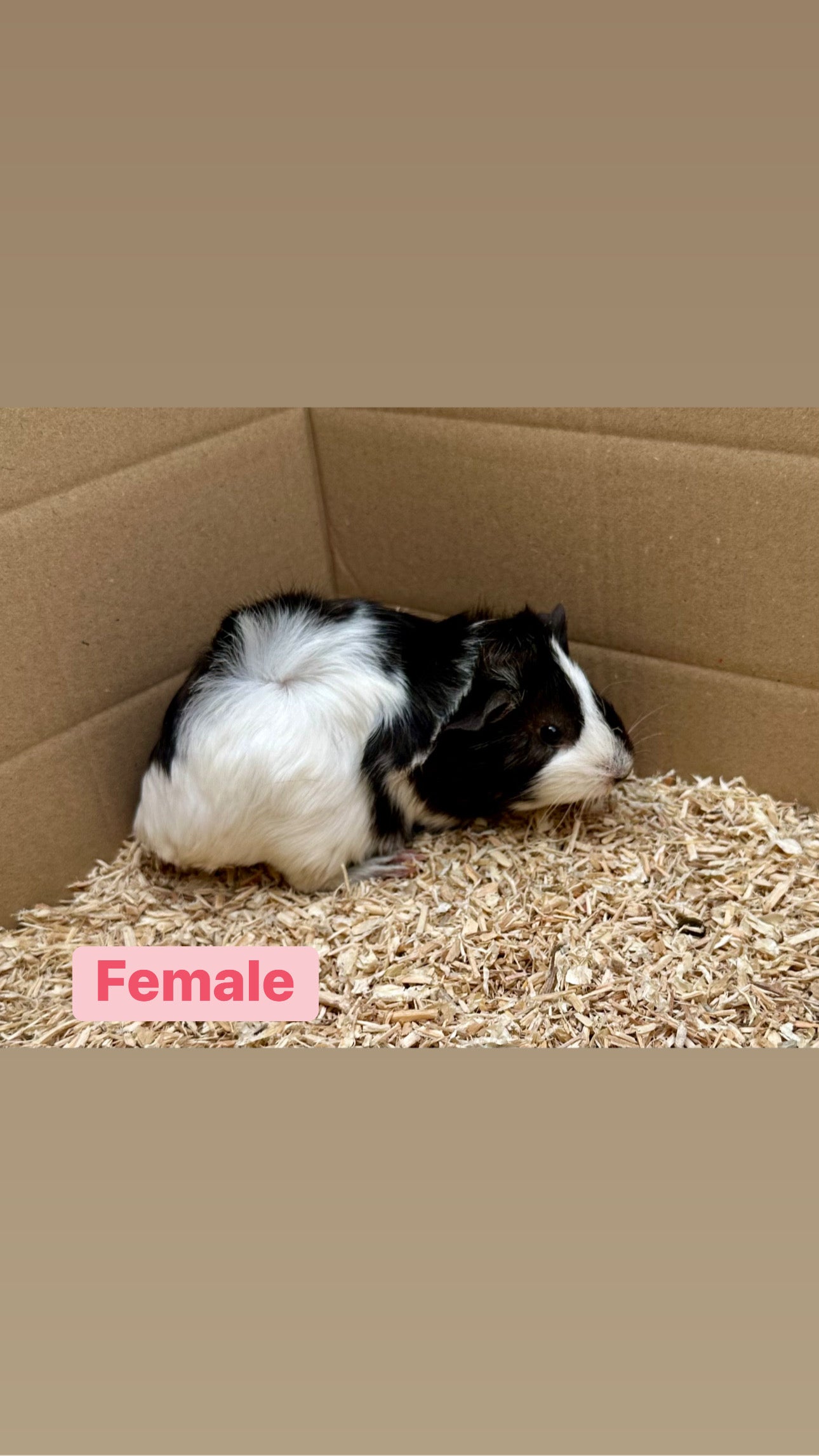 Female Guinea pigs